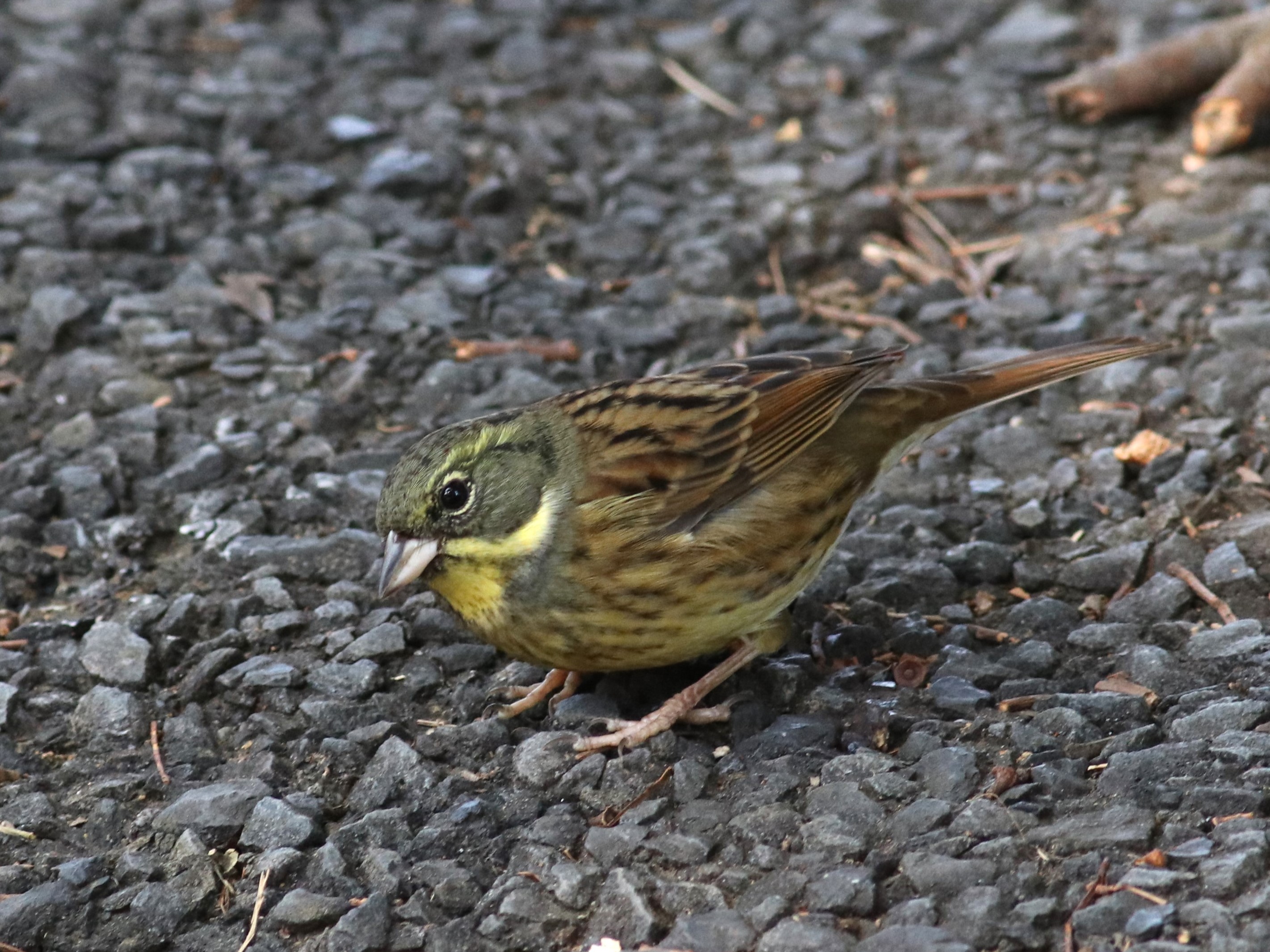 アオジ